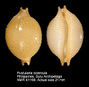 Pustularia cicercula